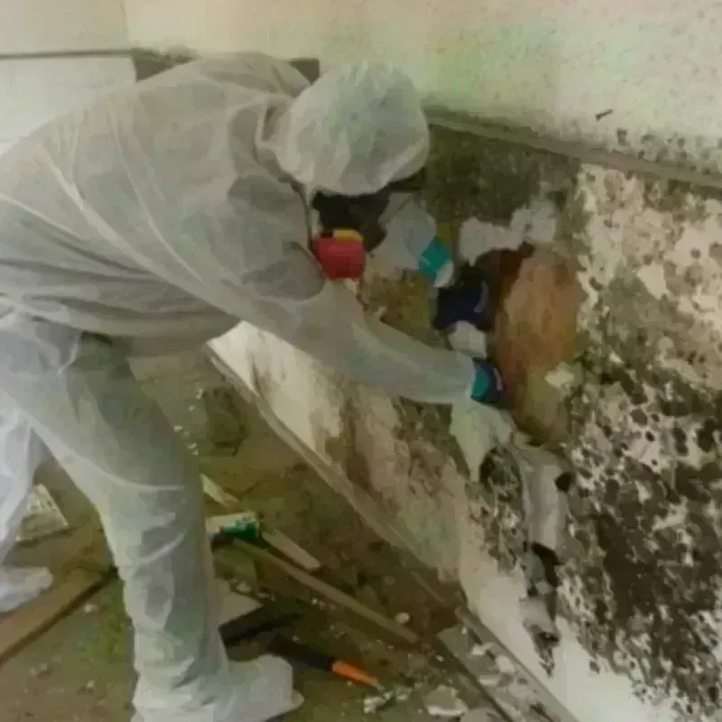 Mold Remediation and Removal in Pleasant Gap, PA